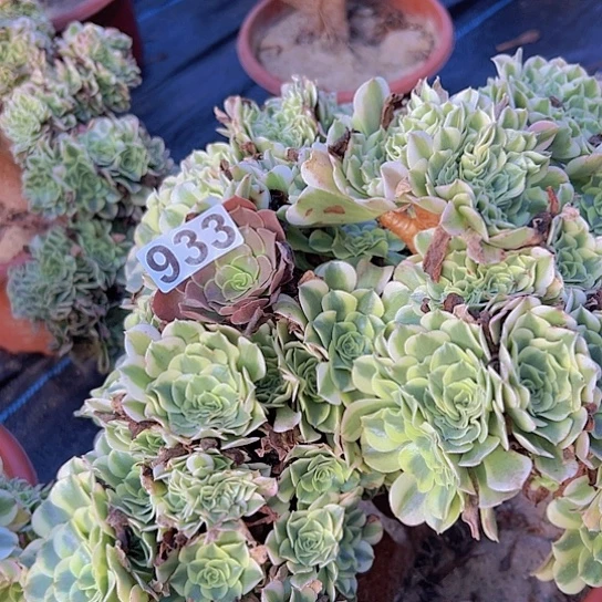 爱***鱼多肉植物一个绿豆沙