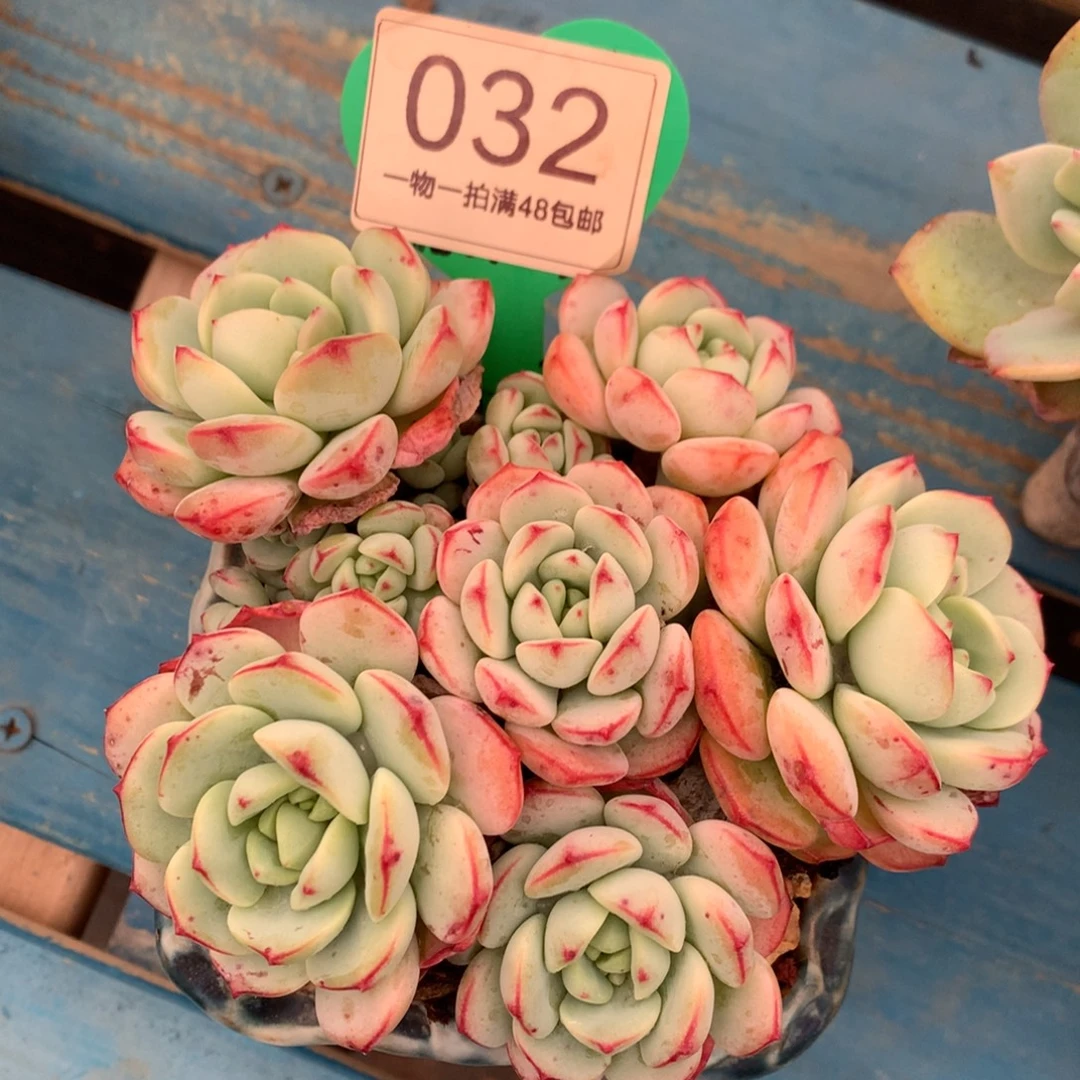 香草老桩一物一拍