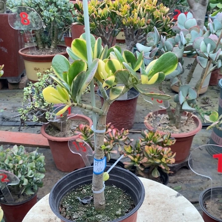 老花月锦一物一拍