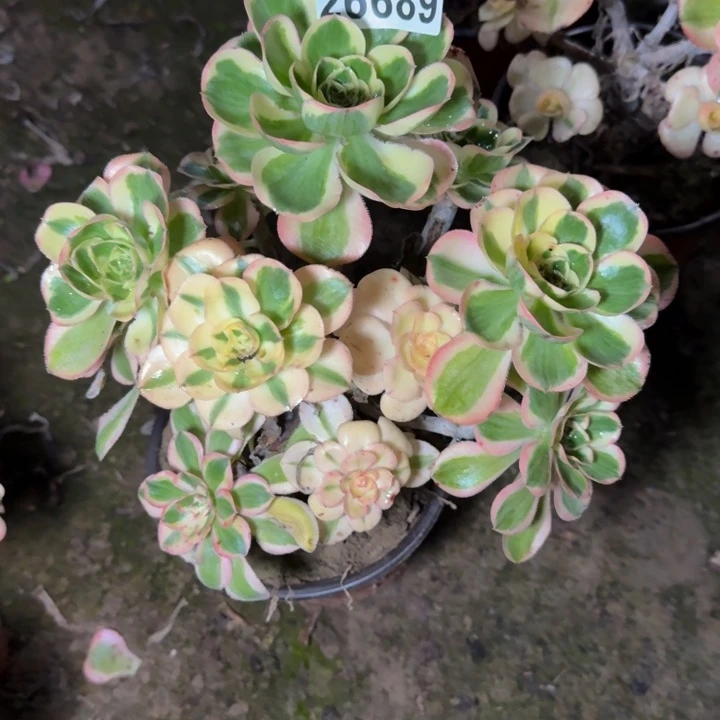 26689南燕姿多肉植物