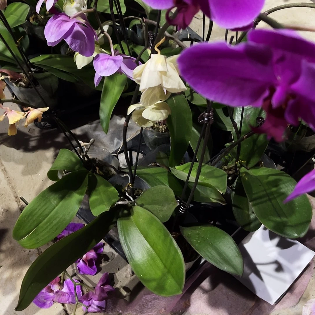 当前无花栽培后可以开花蝴蝶兰实生开花株