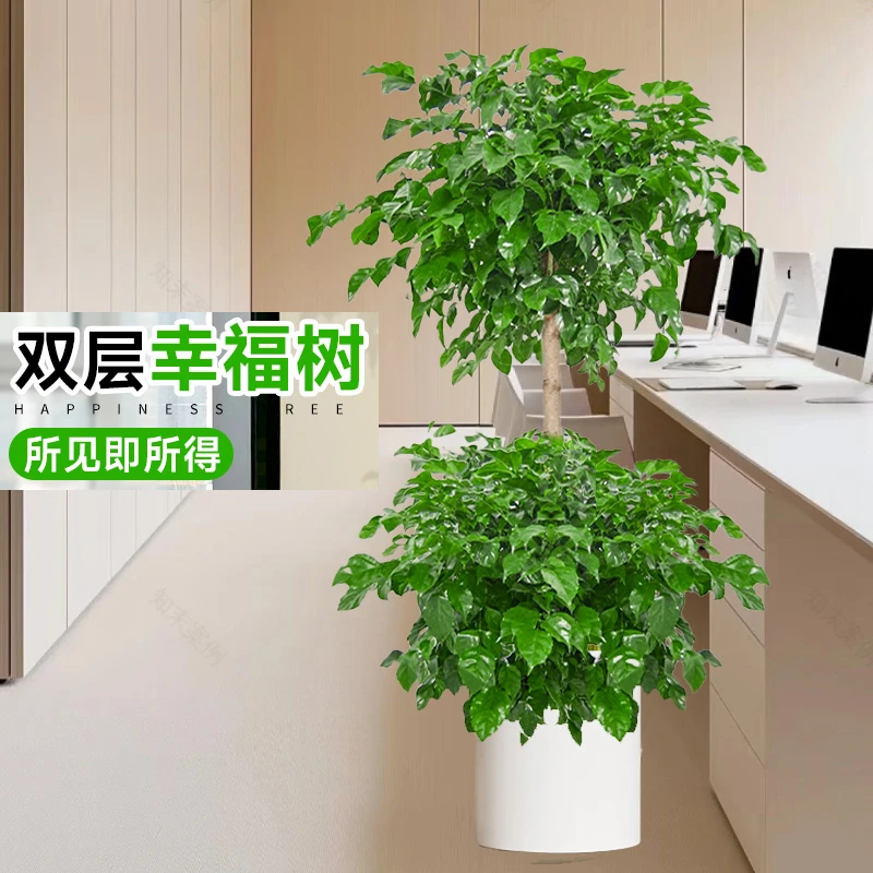 【送货上门】1.3~1.5米双层幸福树室内大型绿植净化空气好养美观
