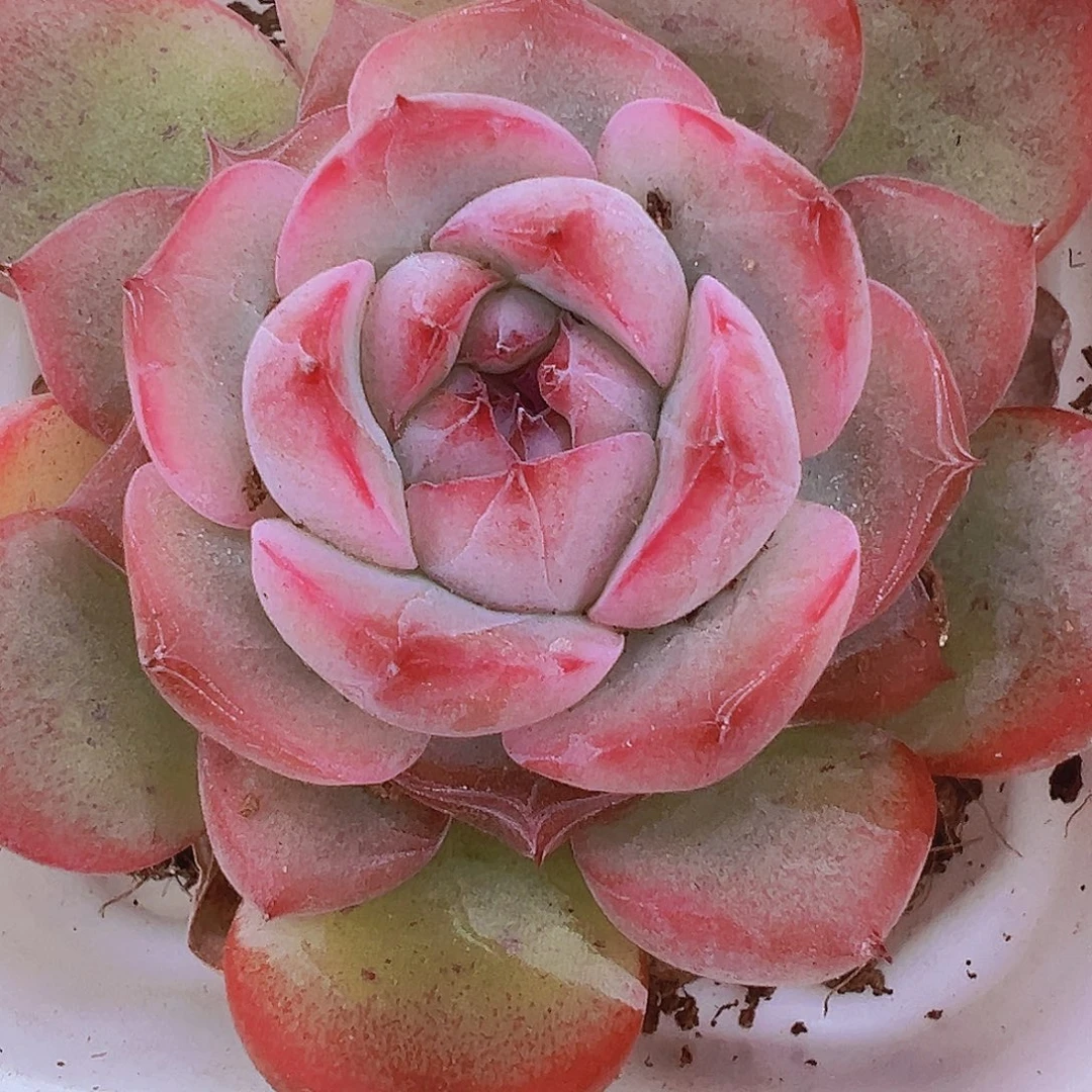 玉琴19包邮多肉植物