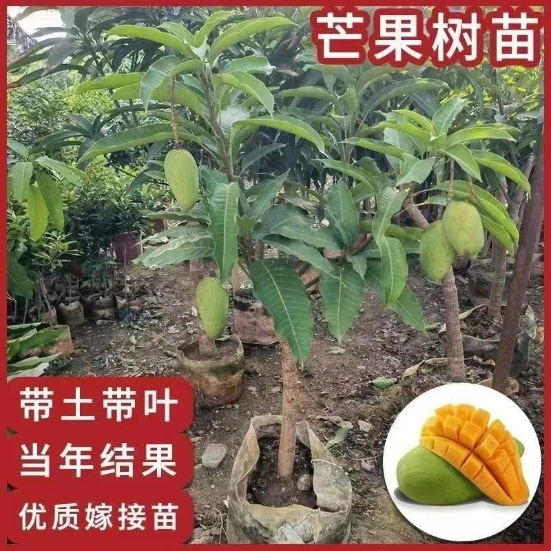 芒果树苗带土带叶广西嫁接金煌芒贵妃芒果百香果苗南方盆栽四季