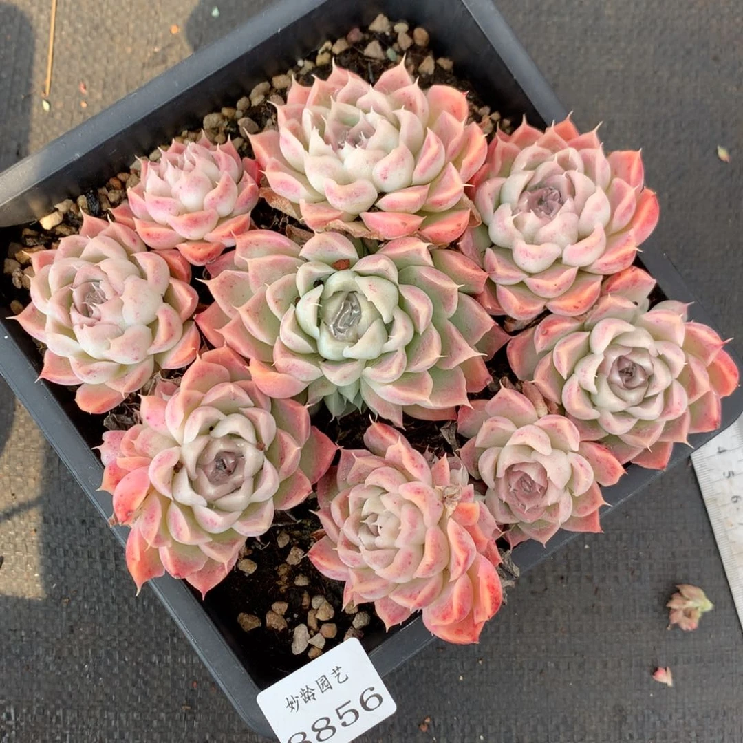 8856杂交多肉老桩