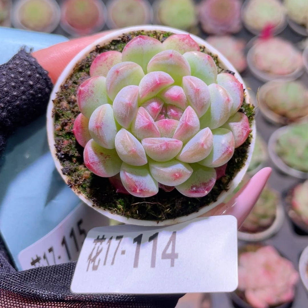 花利美17-114新品