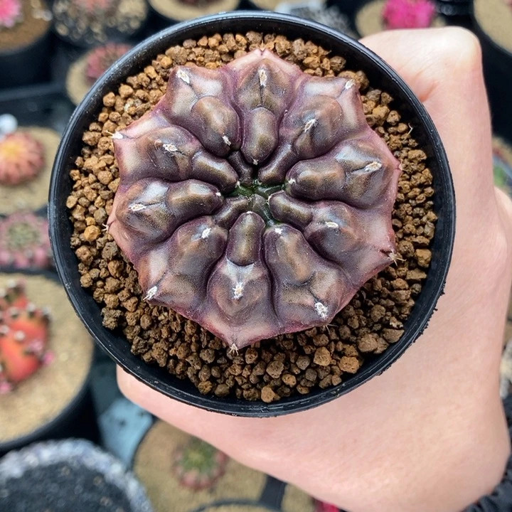 ⁄****⁄专拍的 米哈仙人球