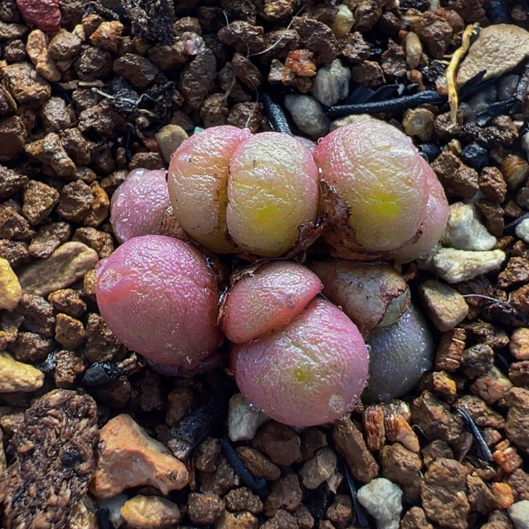 152多肉植物种类多样