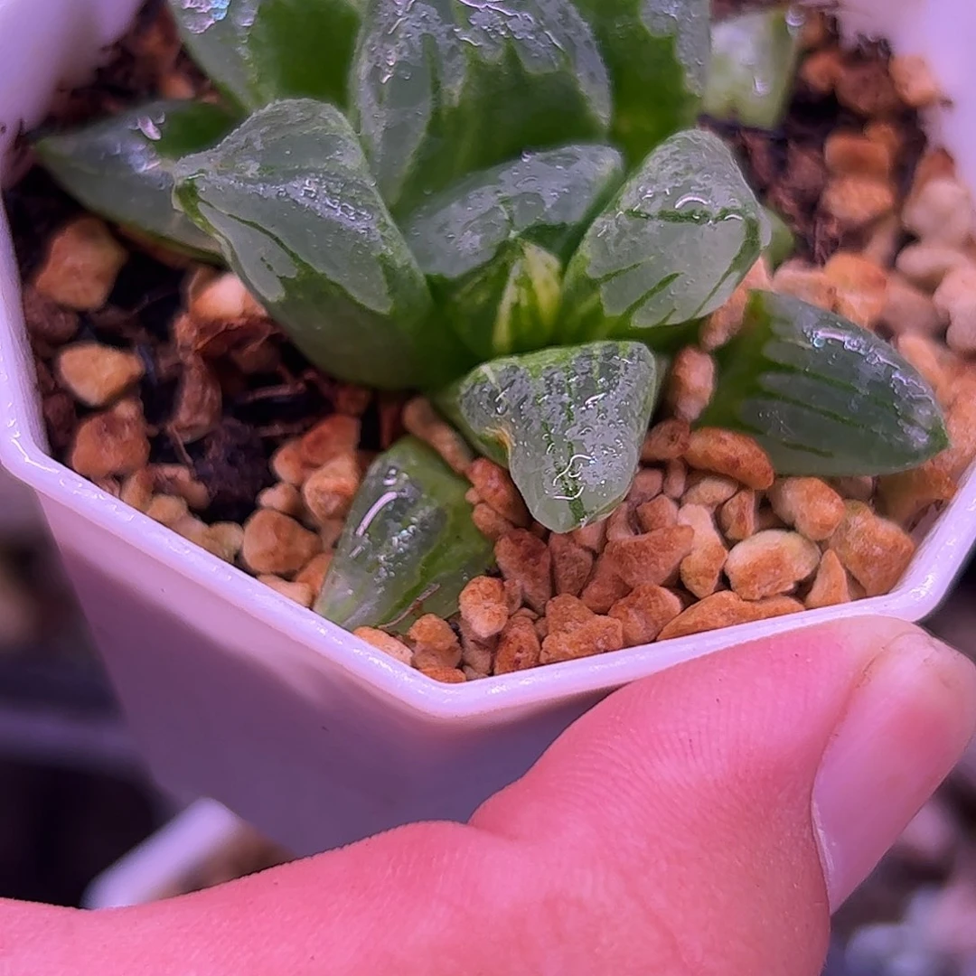 冰城锦十二卷多肉植物