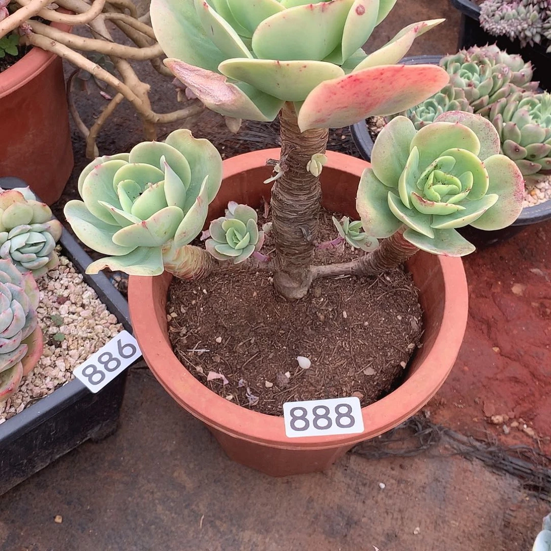 888碧桃 一物一拍多肉