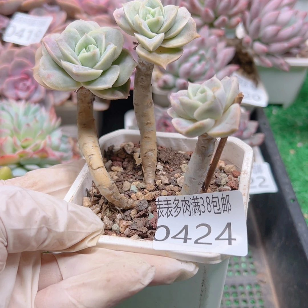 多肉一物一拍植物0424