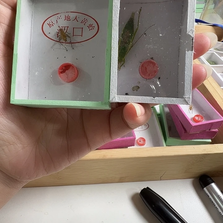 长须套餐野大黄加野金中