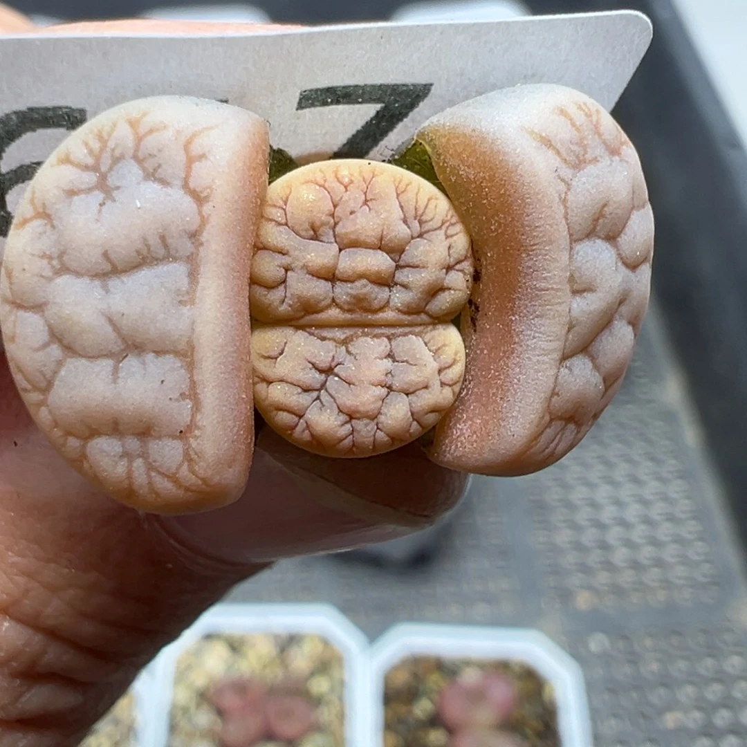 【闪购商品】617……