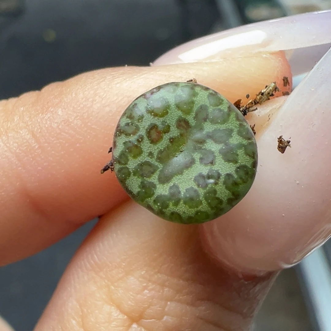 冷***知超大泡点超级特价