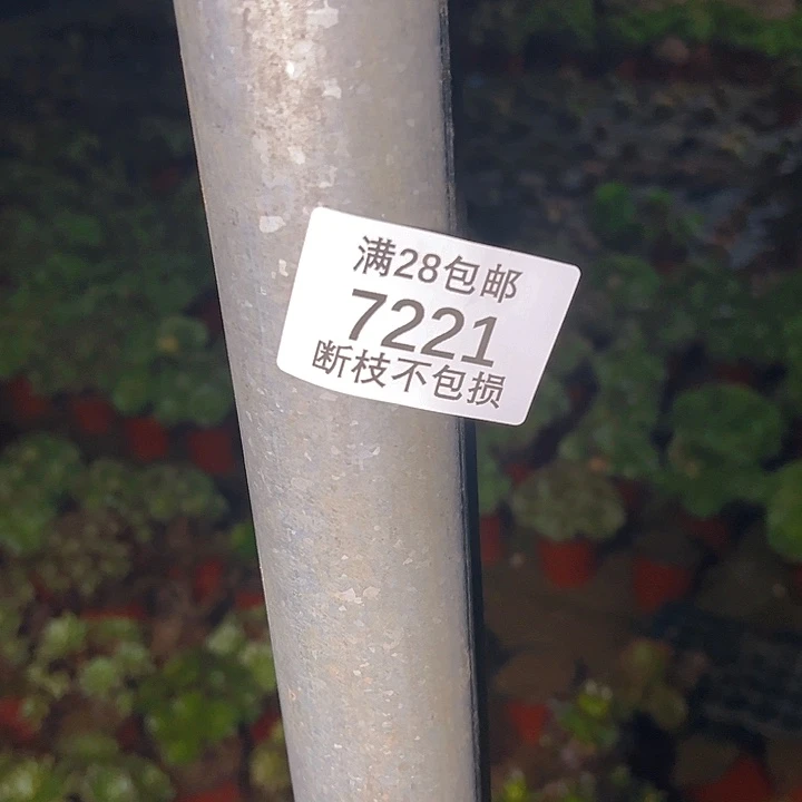 軒***_7221单头苗十个多肉植物