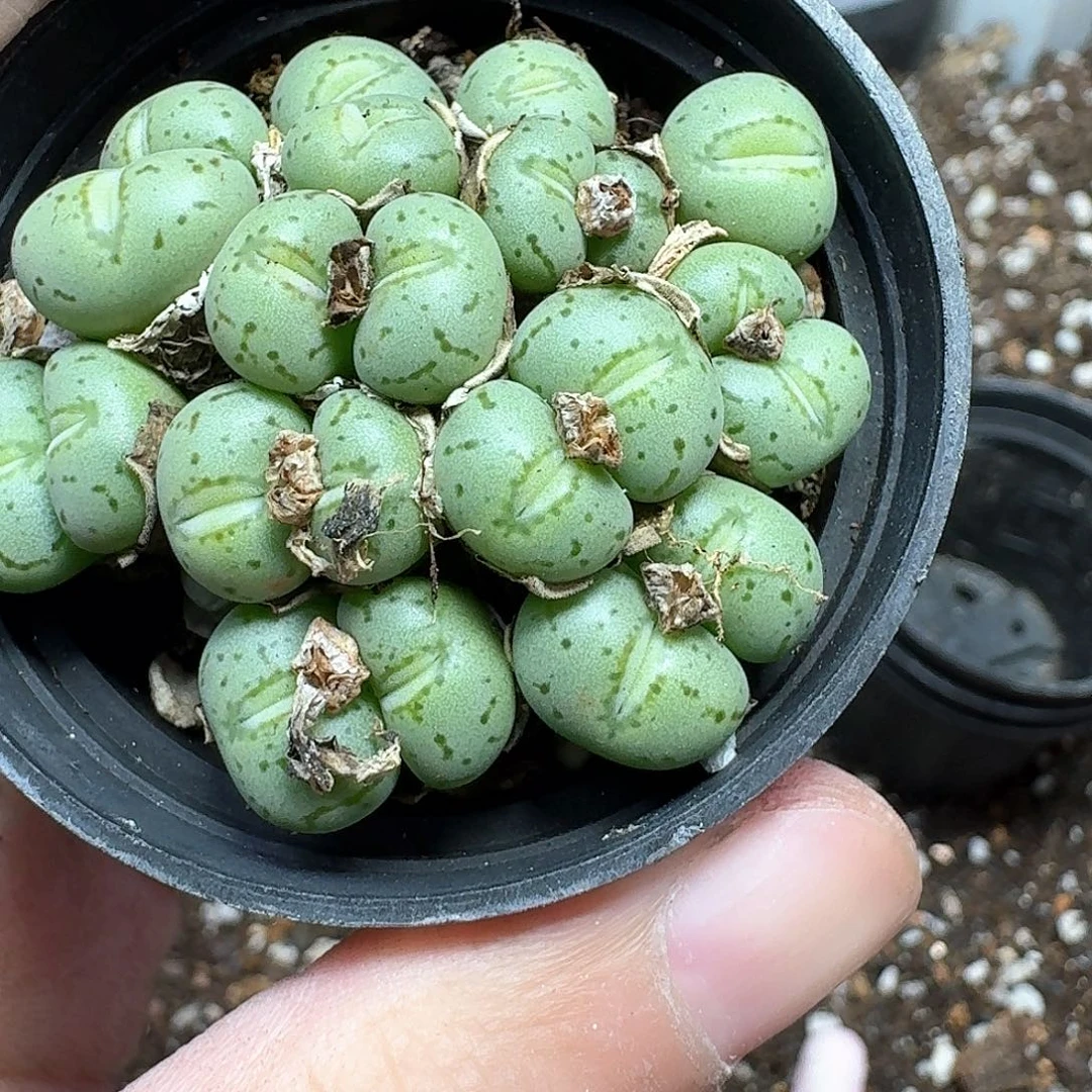 一颗小鱼嘴肉锥多肉植物