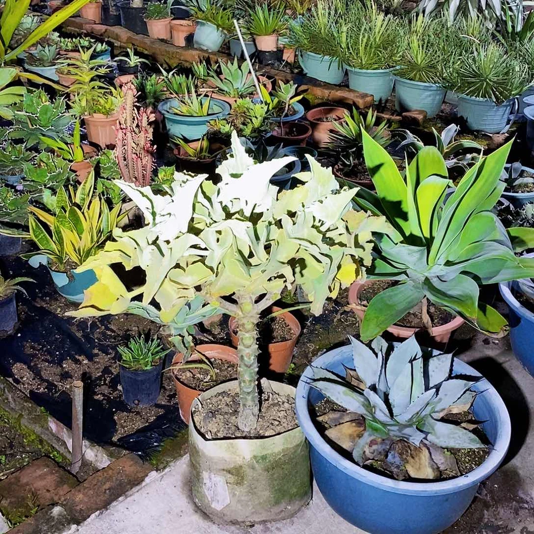 可****生仙女之舞一颗1175