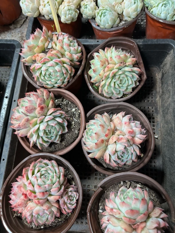 【粉水晶 满足九块九包邮】阳台办公室庭院老桩盆栽多肉植物