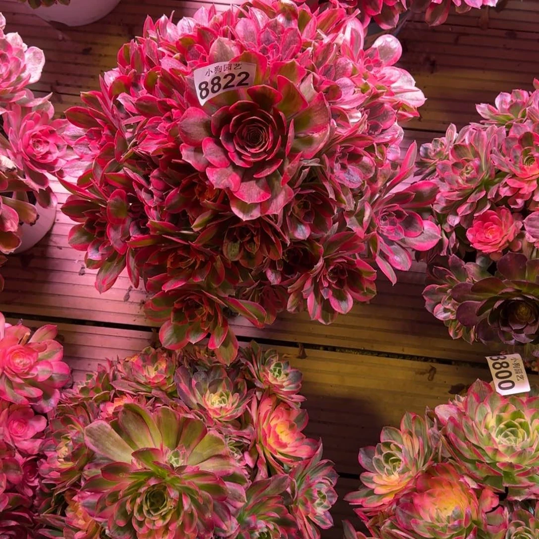 卡****宝胭脂雪多肉植物8822