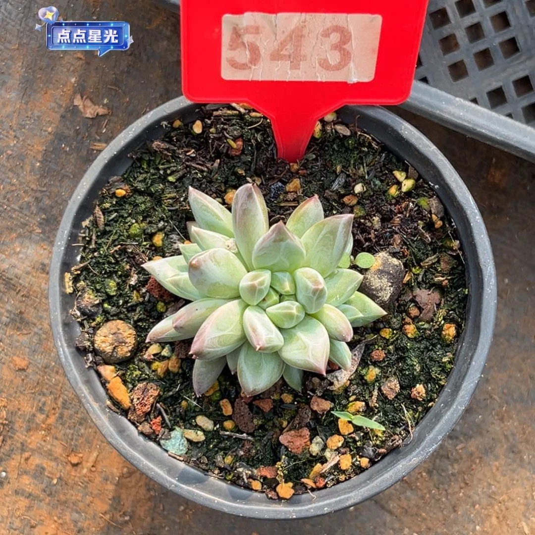 ****間多肉植物维斯特曼543