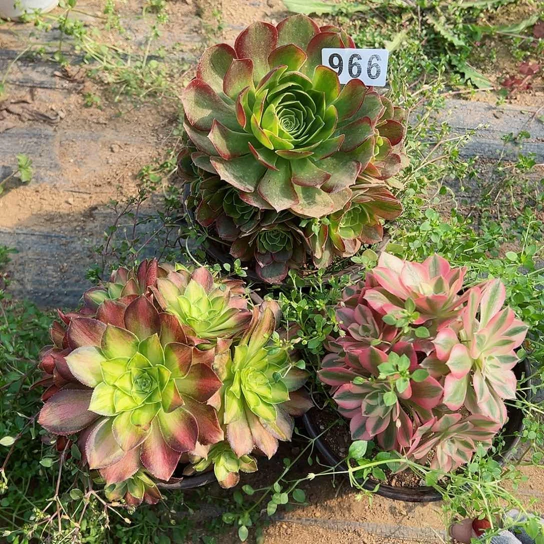 紫砂茶宠法师3个小老桩966