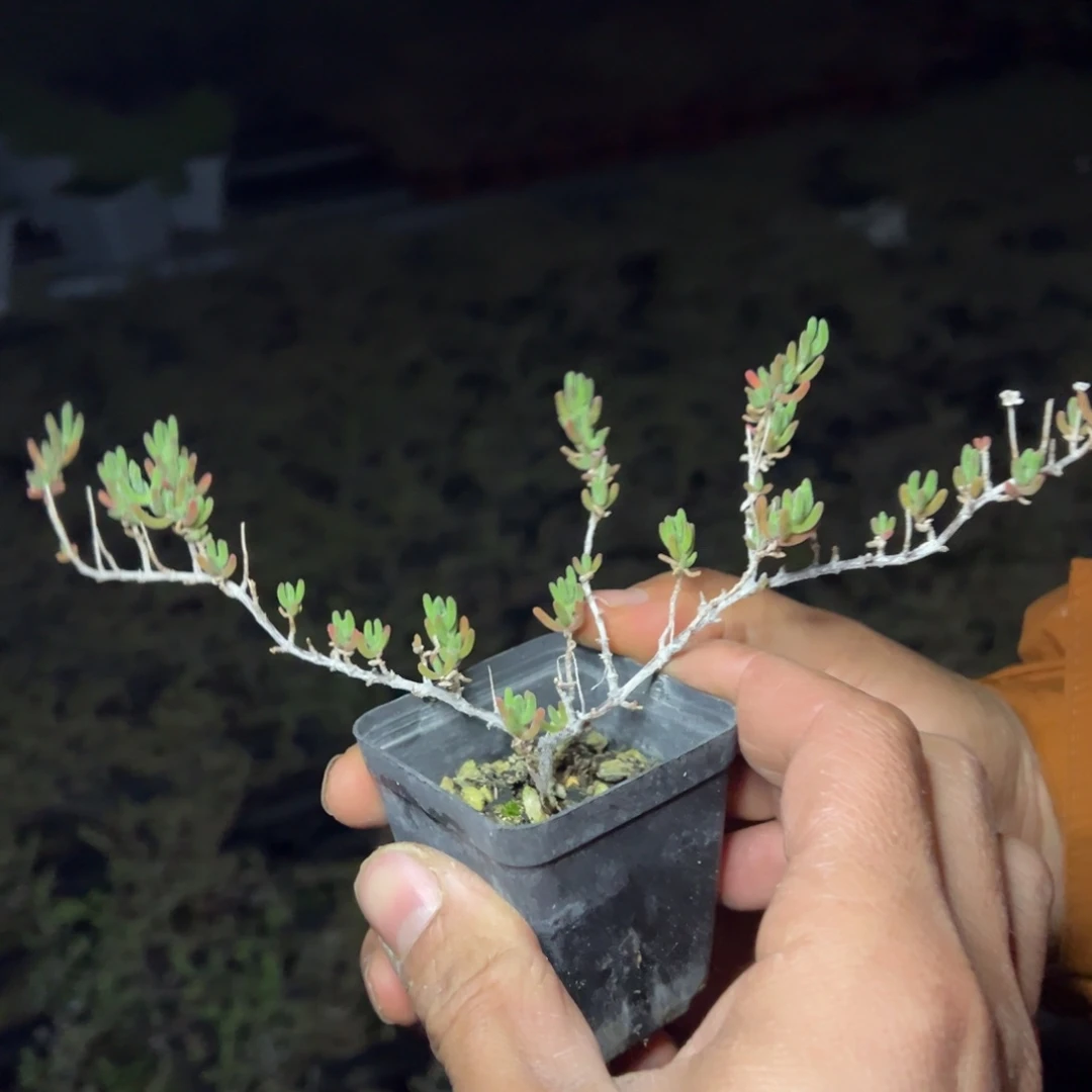 紫晶55杯老桩福利