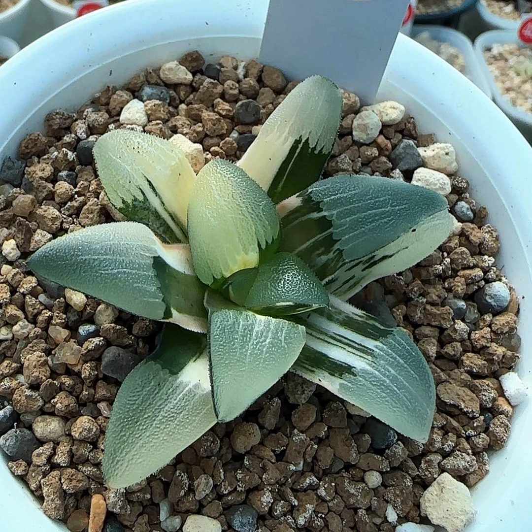 435号实生克锦一物一拍带盆