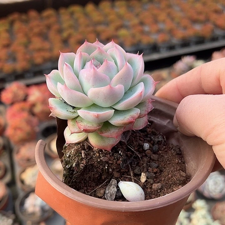 二****）101多肉植物的种子都能