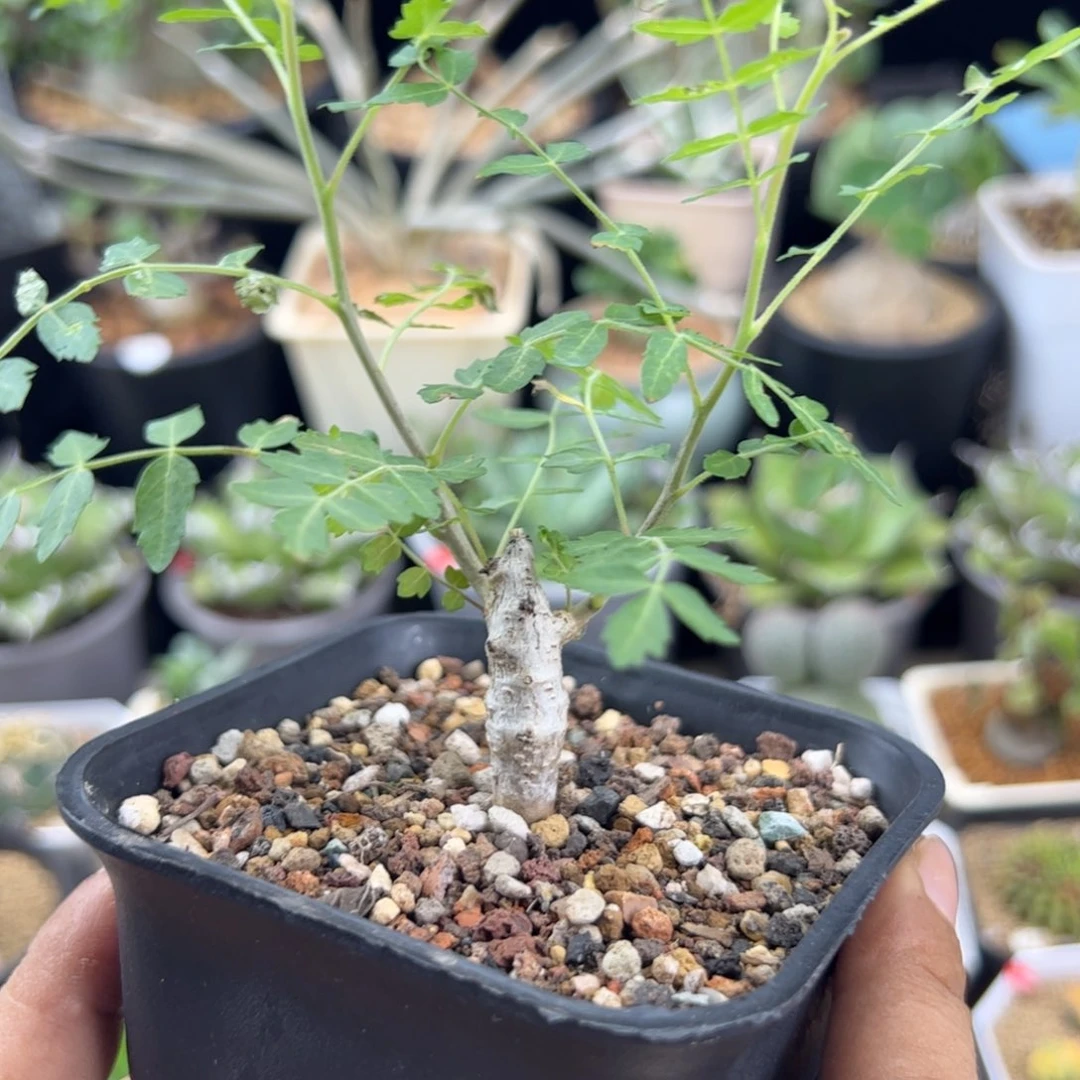 尼勒达一物一拍带盆发