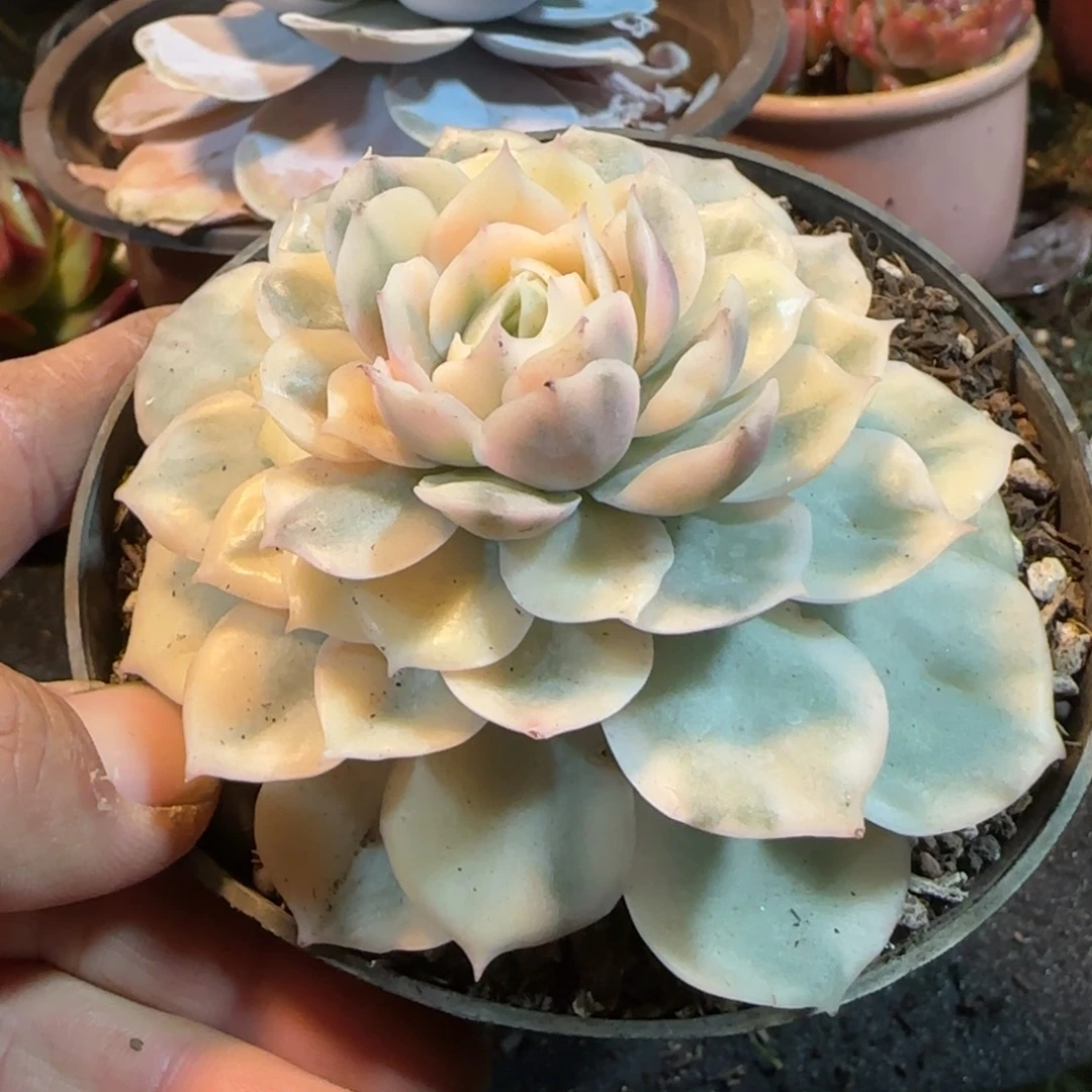 度***墅昂斯诺锦一物一拍包装收缩花旱