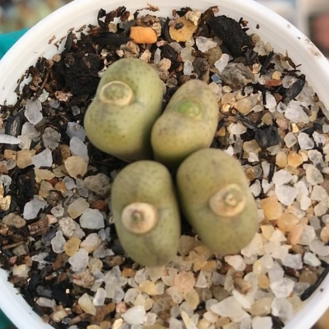 多肉肉锥 黄绿毛杂