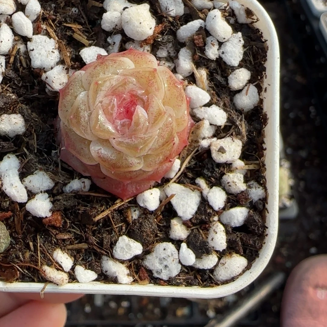 多肉小卡拉米糖心一物一拍