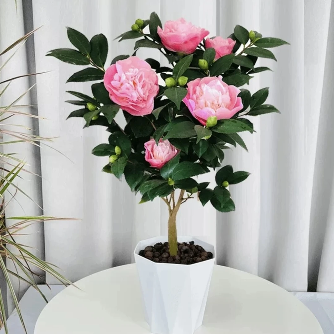 f香妃山茶花盆栽盆景绿植山茶花卉植物室内室外茶花树苗绿植盆栽