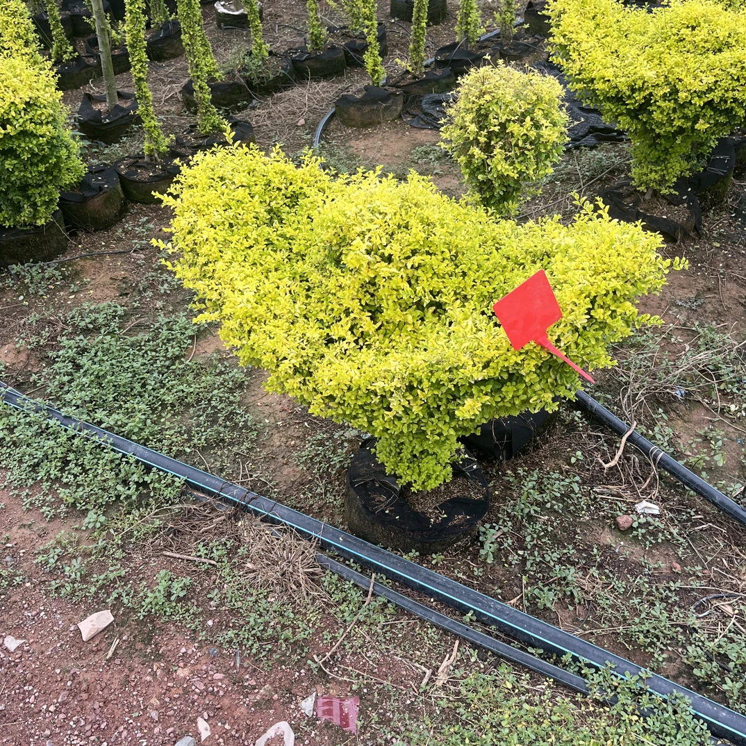多年生带花苞梅盆栽耐寒花卉适合室内外庭院种植