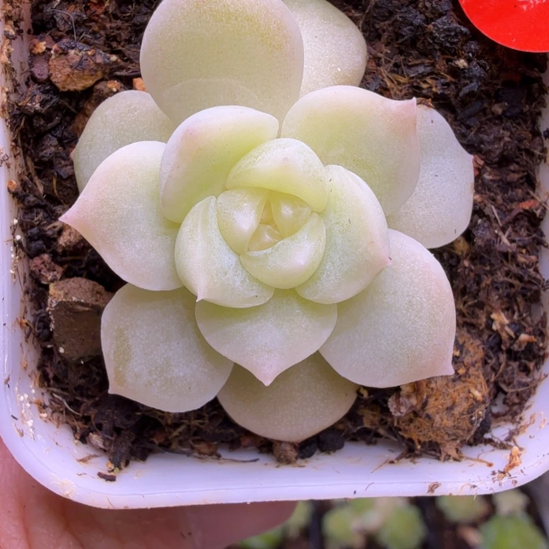 47号白昼一物一拍