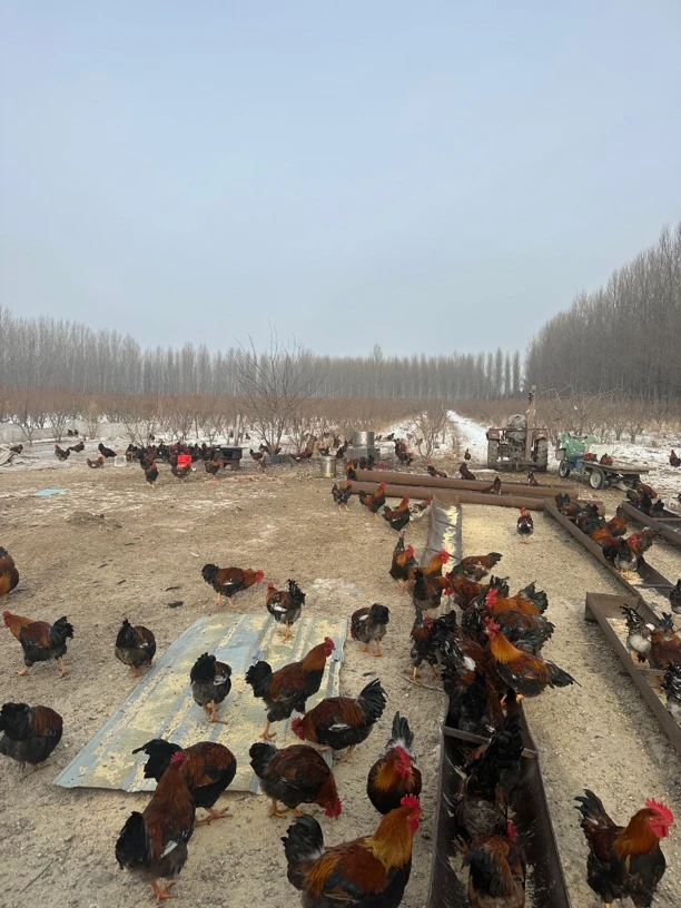 散养溜达鸡2只（6-7个月）