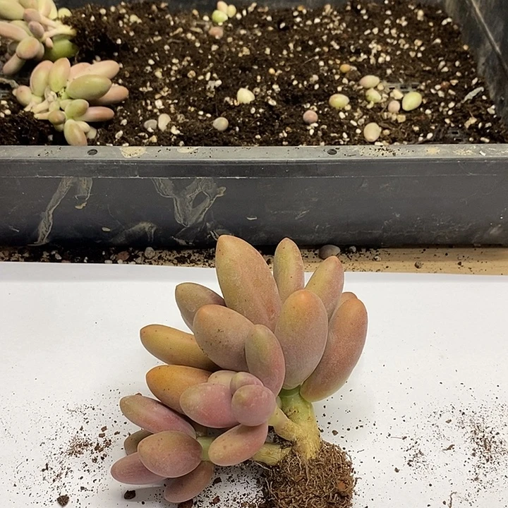 多肉一物一拍1颗