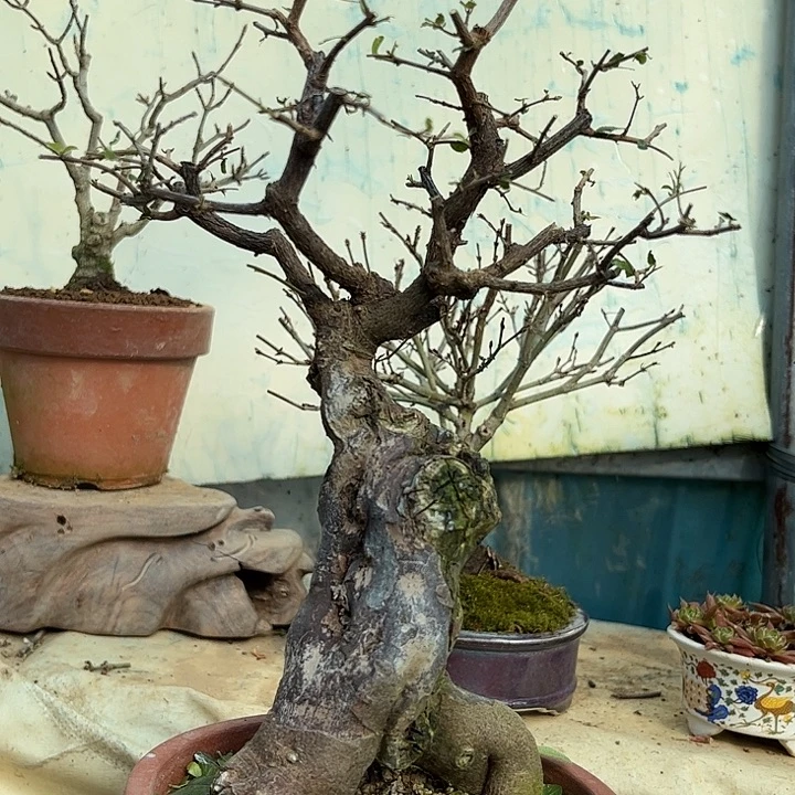 *****无花朵雀梅265558808