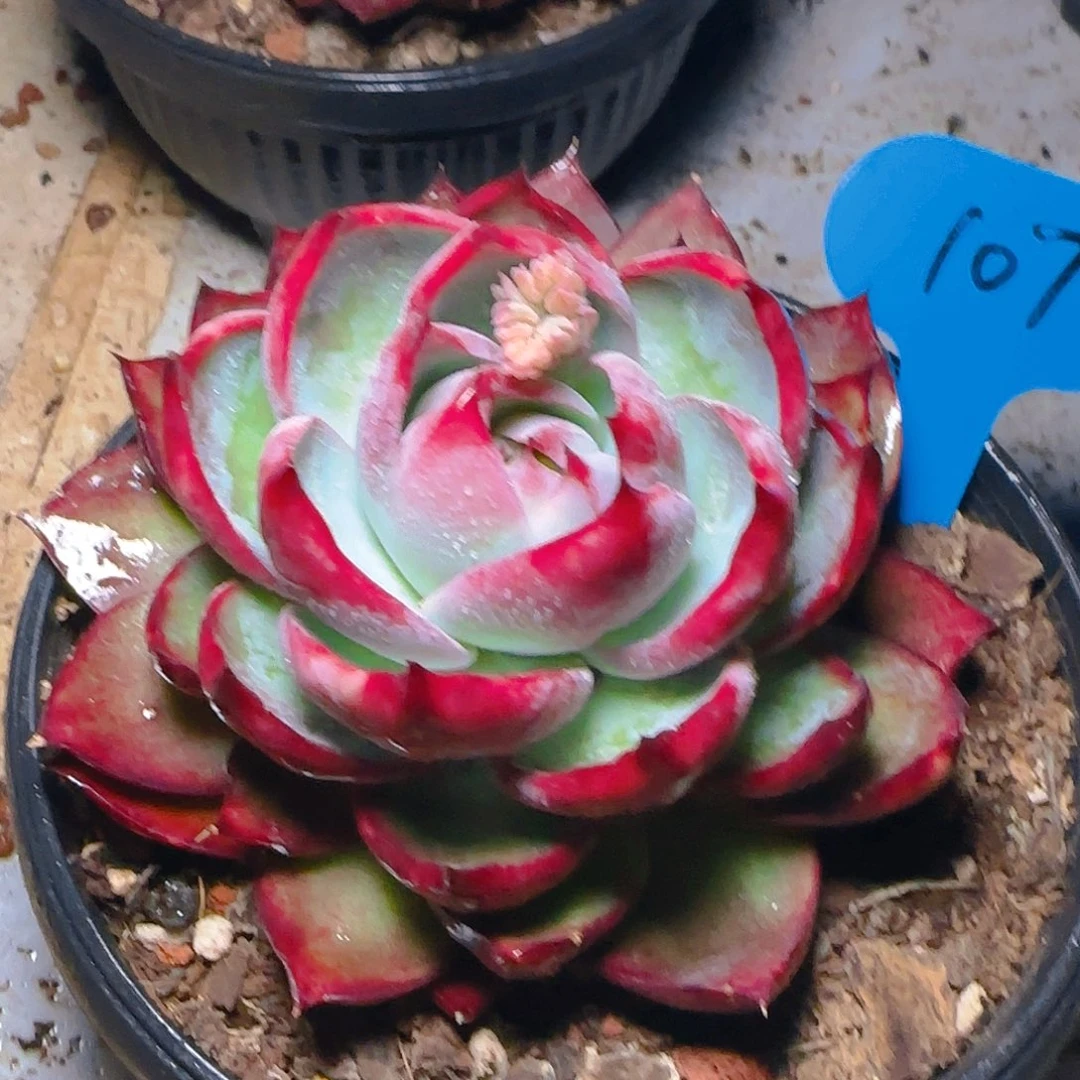 惊鸿仙子一物一拍107号