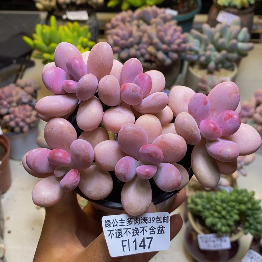 147糖果桃蛋多肉9cm