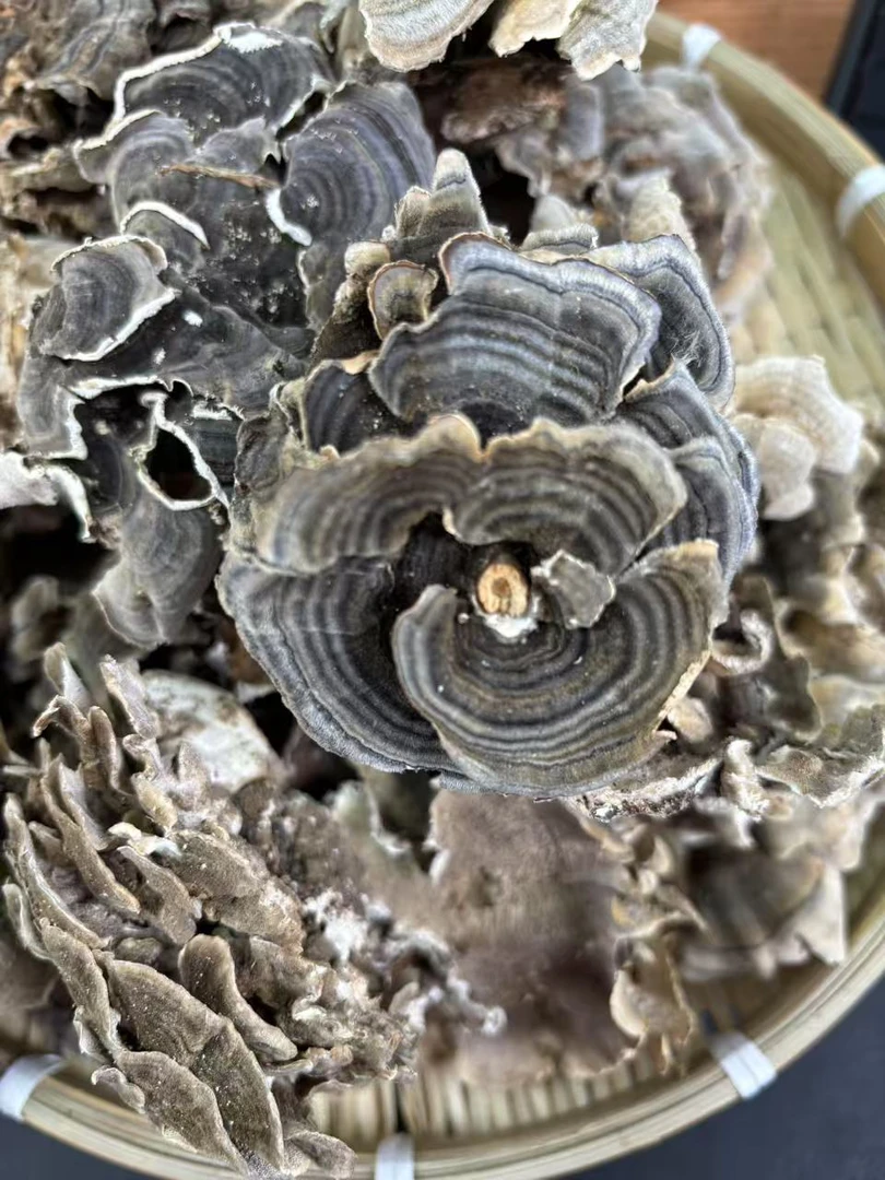 纯野生云芝下山煮水用灵芝