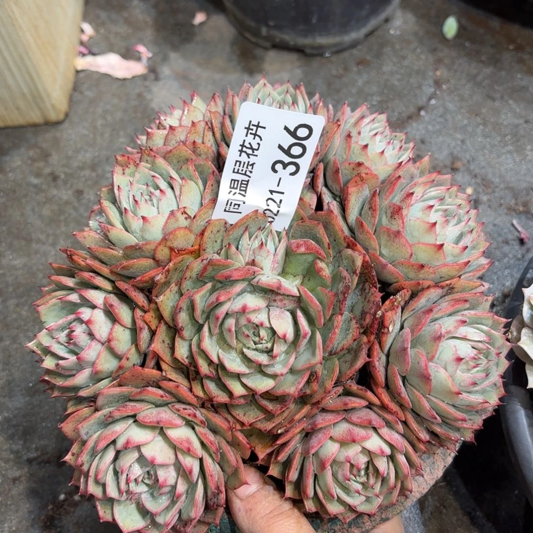 同温层多肉林杰安娜366