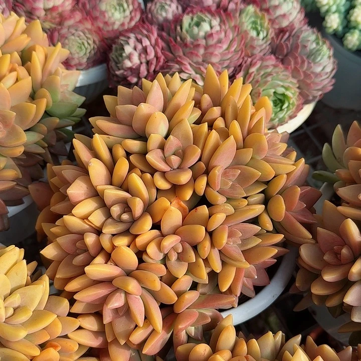 大号布丁多肉植物