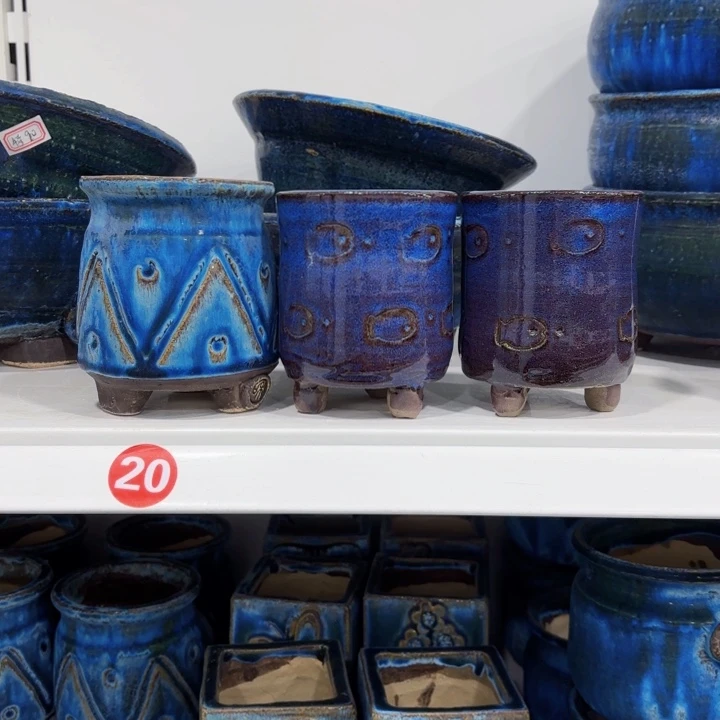 小*?内口具白色长斑及黑色