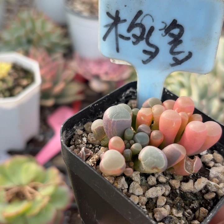 五十玲玉锦多肉植物