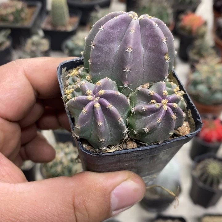 实生微刺虾特价福利