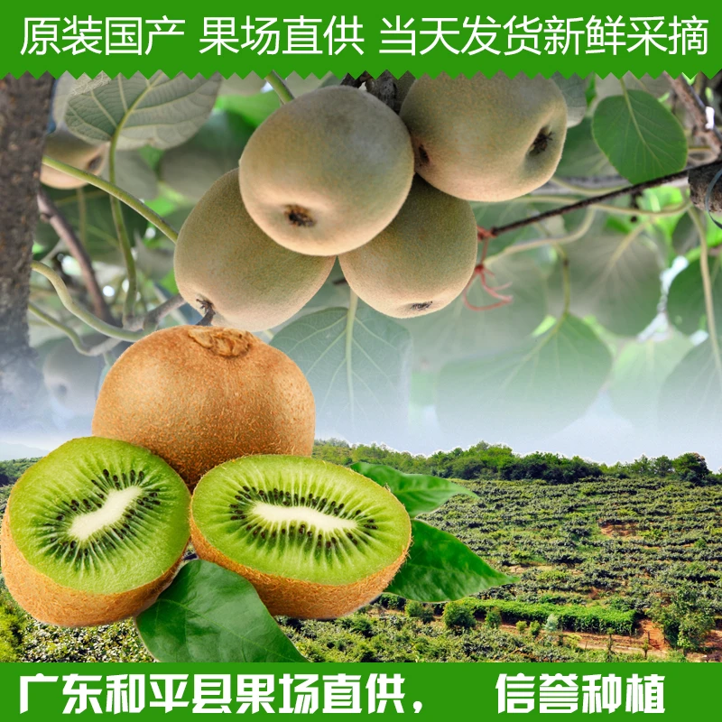 猕猴桃奇异果新鲜采摘应季水果当天发货广东和平产地礼盒装妈妈