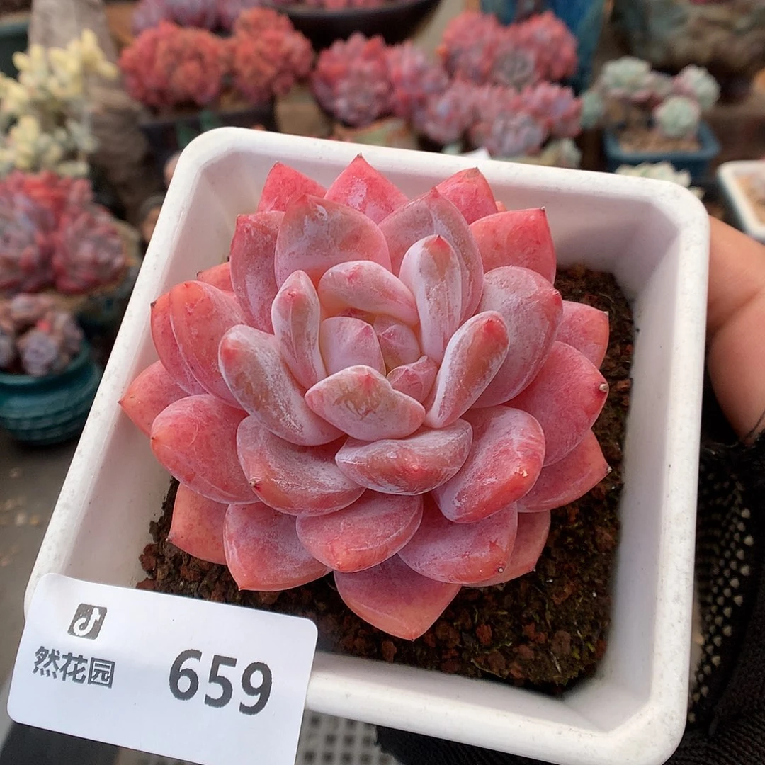 659果冻橙多肉植物6666