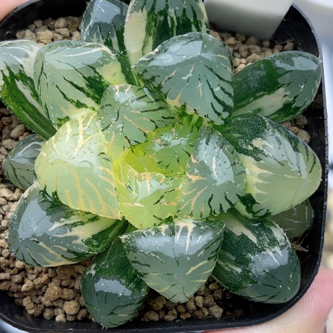 32孔明灯玉露锦十二卷多肉