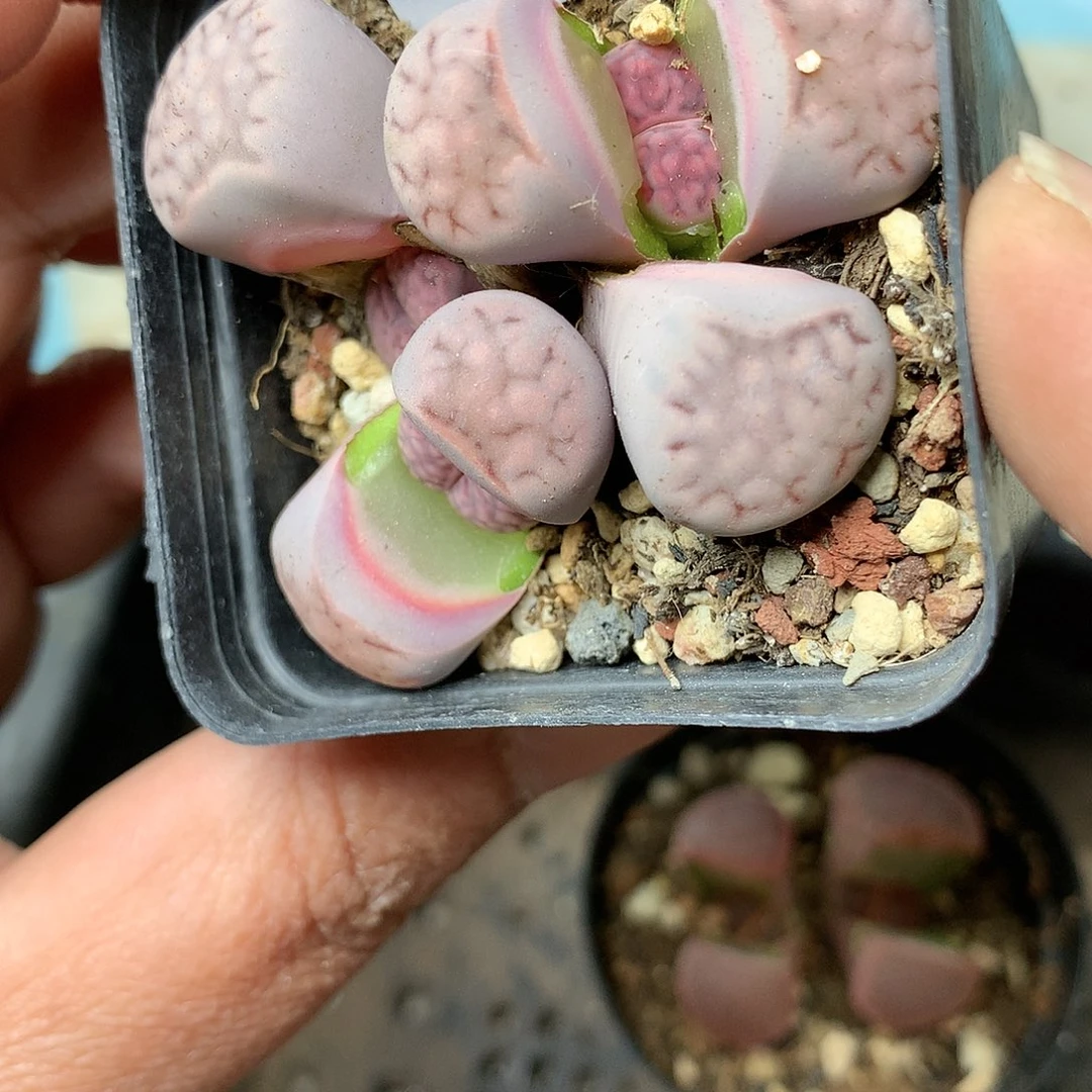 B241多肉植物保护研究所